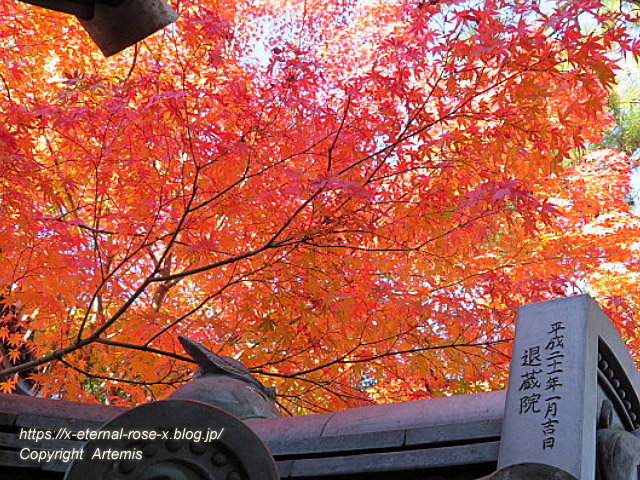 19.11.23.7 妙心寺 退蔵院  (95)