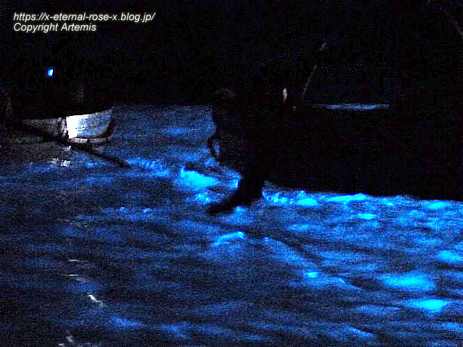 11.5.31.4. カプリ島青の洞窟 (33)