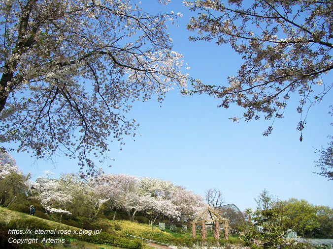 11.4.14.1 半田山植物園  (156)