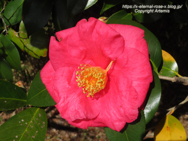 23.3.2.3 長岡公園 梅園 (35)