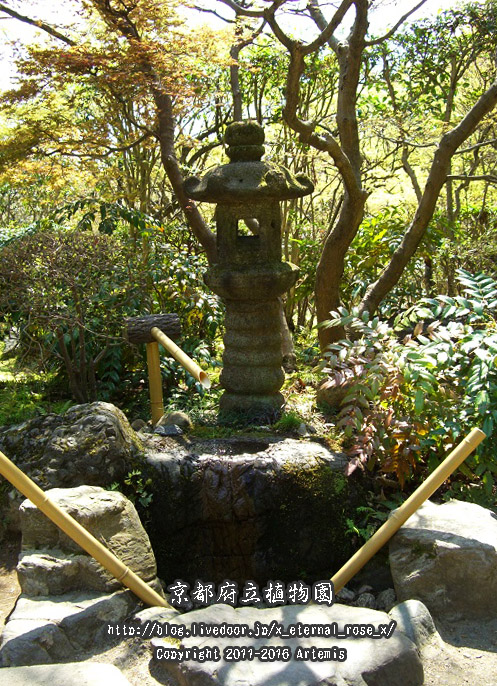 1 京都府立植物園 (34)