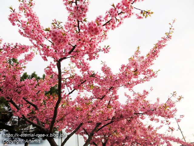 河津桜 児島湖花回廊 花回廊ゴルフコース 阿部池さくらロード 岡南飛行場広場 Eternal Rose エターナルローズ