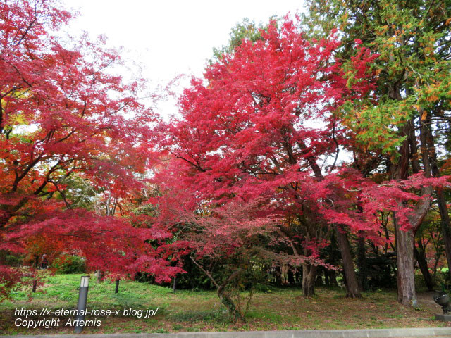 19.11.241 京都府立植物園 (50)