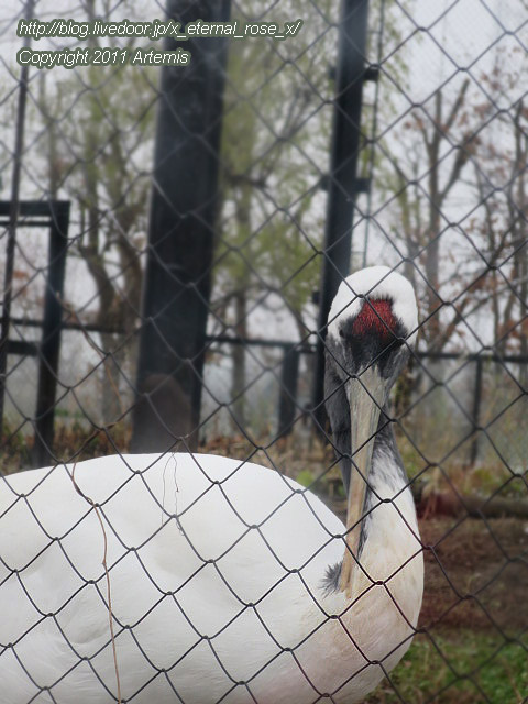 18.11.22.8 丹頂  (26)