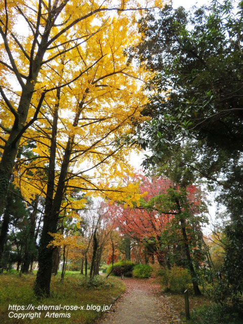 19.11.241 京都府立植物園 (176)