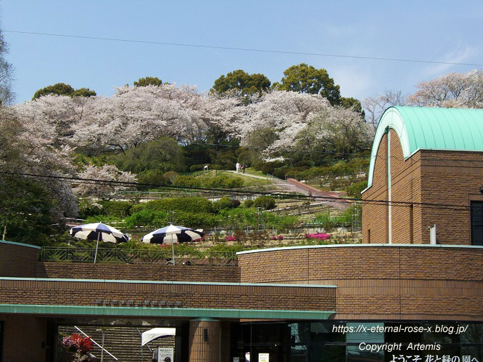 11.4.14.1 半田山植物園 (2)