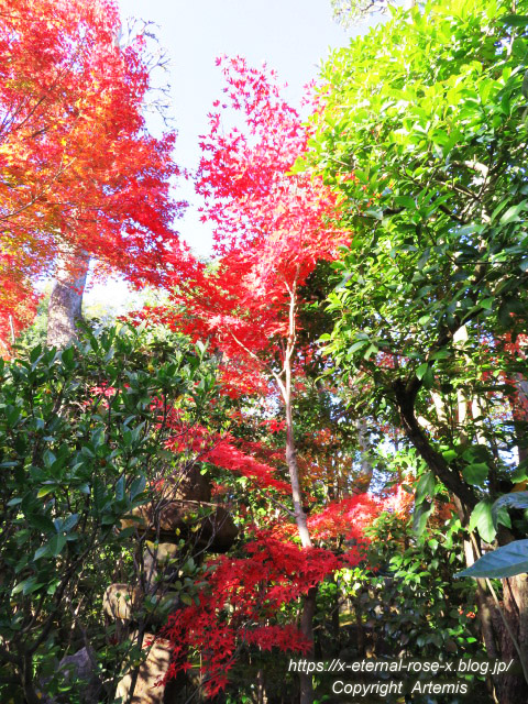 19.11.23.7 妙心寺 退蔵院  (88)