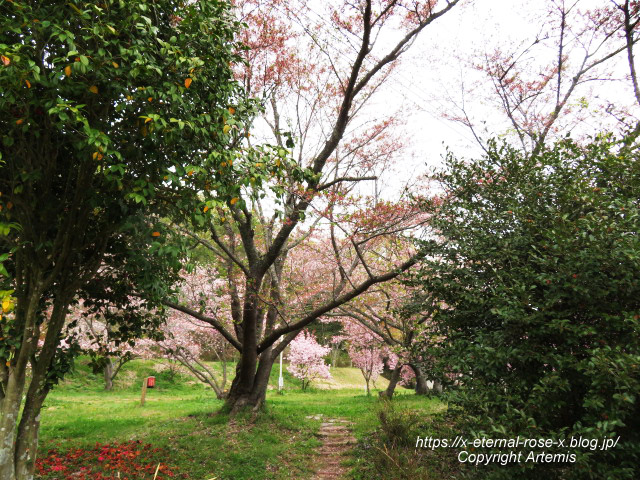 23.4.5 宗堂桜 (39)