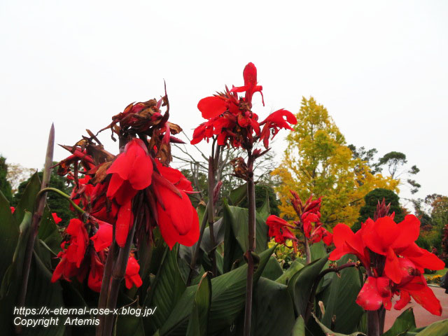 19.11.241 京都府立植物園 (144)