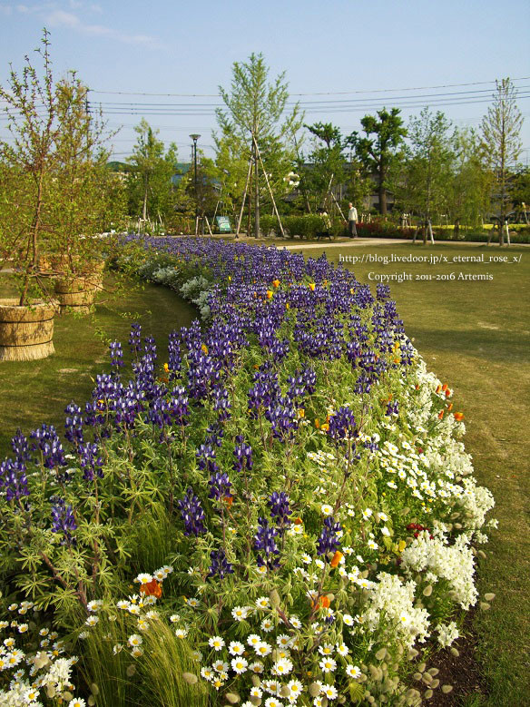 27 おかやま花だより  (63) - コピー