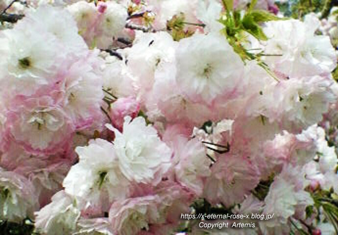 11.4.27 宗堂桜  (8)
