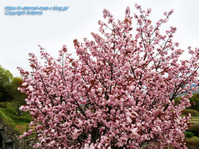 23.4.5 宗堂桜 (1)