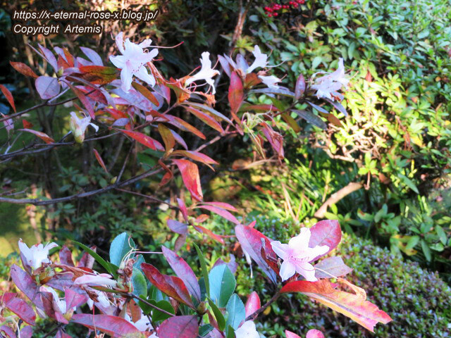 19.11.23.7 妙心寺 退蔵院  (73)