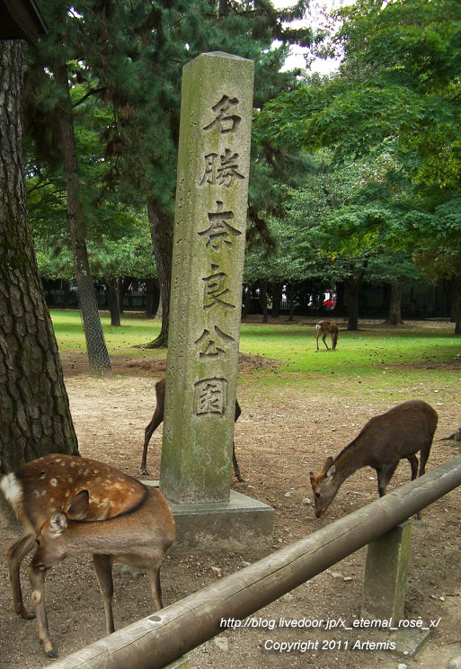 10.10.17 奈良公園 (2)