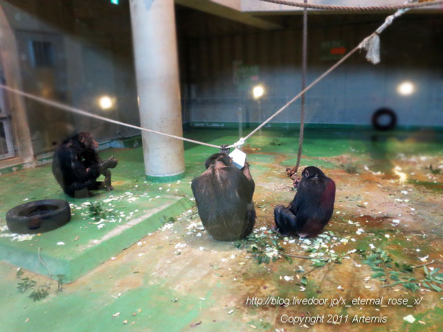 18.11.22.12 旭山動物園  (7)