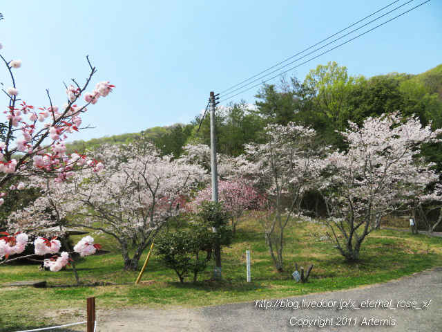 20.4.8 宗堂桜  (11)