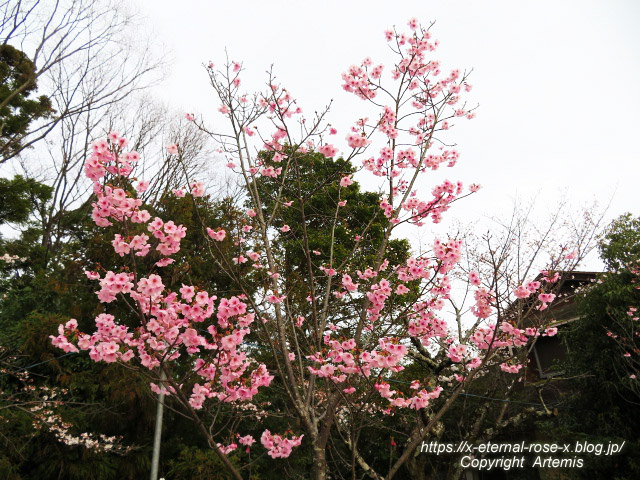 22.3.30.5 長岡公園  (32)
