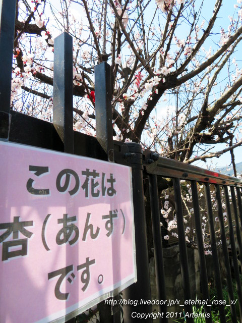 20.3.19.4 京福電鉄嵐山駅 (14)