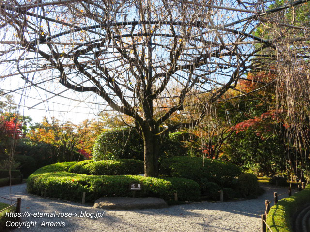 19.11.23.7 妙心寺 退蔵院  (50)