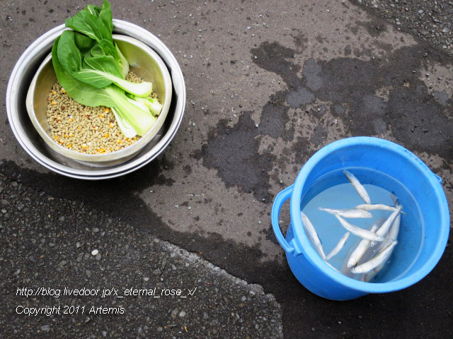 18.11.22.8 丹頂  (23)