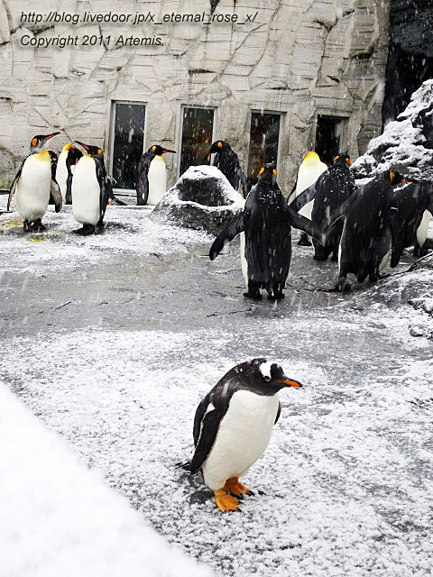 18.11.22.18 旭山動物園  (39)