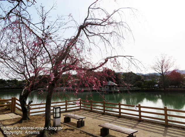 22.3.30.3 長岡天満宮 八条ケ池 (19)