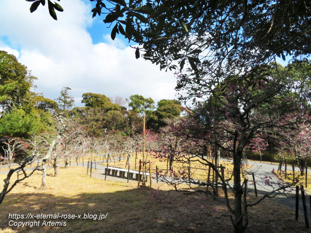 23.3.2.3 長岡公園 梅園 (11)