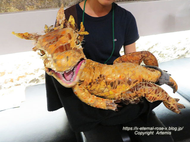 19.8.18.1 恐竜動物園 (140)