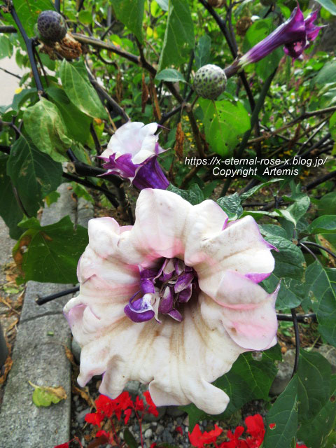 19.11.241 京都府立植物園 (5)