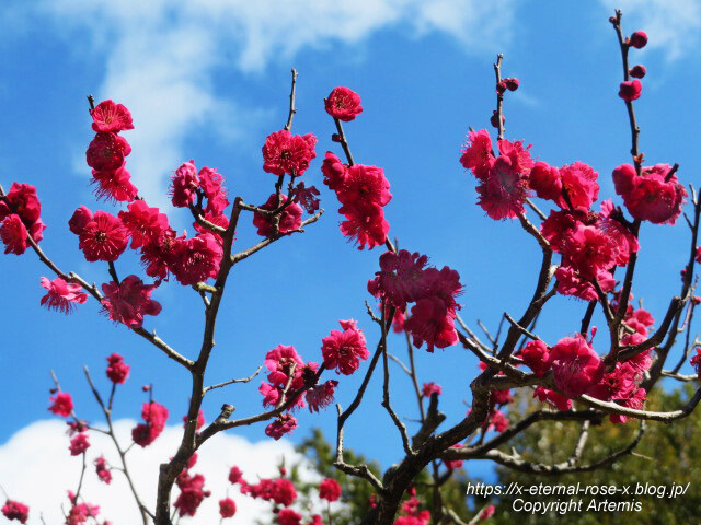 23.3.2.3 長岡公園 梅園 (17)