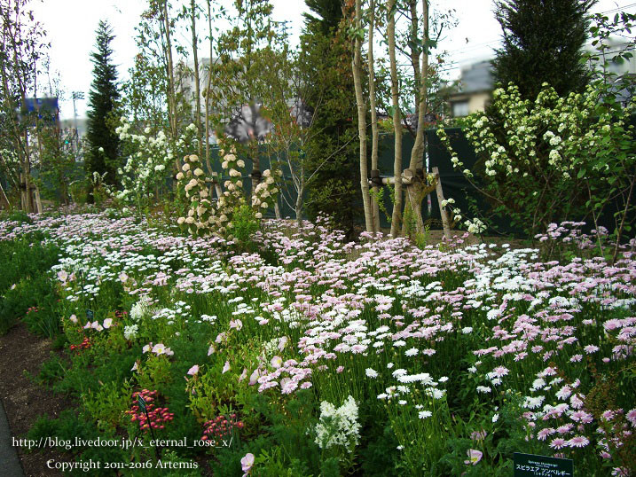27 おかやま花だより (9)