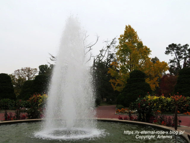 19.11.241 京都府立植物園 (150)