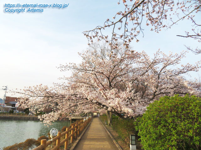22.3.30.7 八条ケ池 長岡天満宮  (10)