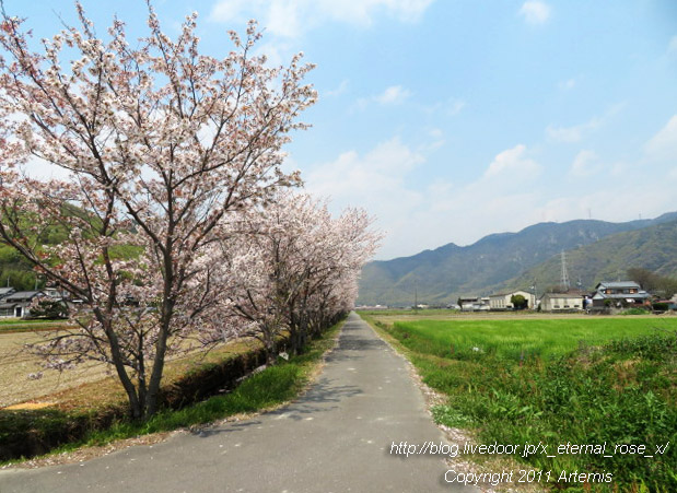 20.4.8.3 瀬戸町大内 桜  (10)