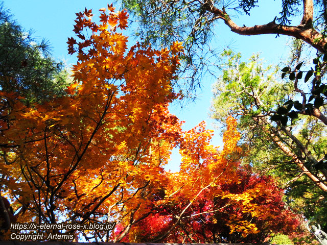 19.11.23.7 妙心寺 退蔵院  (43)