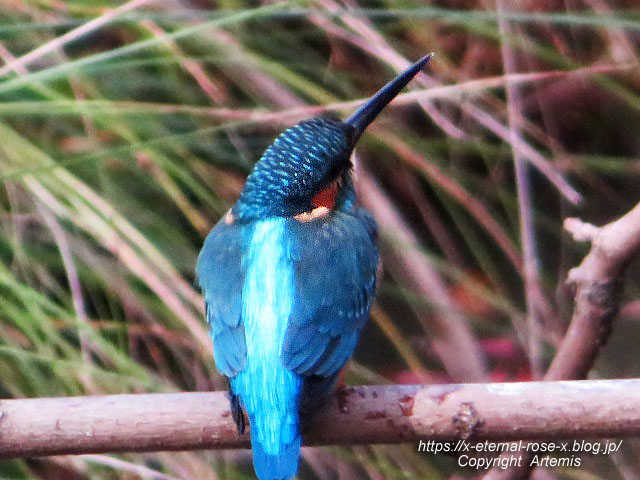 19.11.241 京都府立植物園 (25)