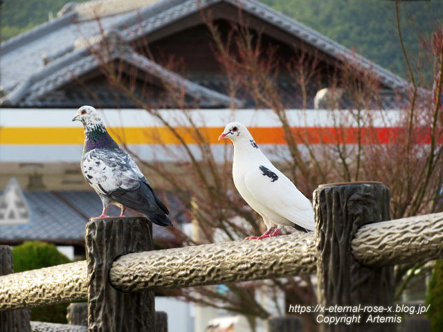 22.3.30.7 八条ケ池 長岡天満宮  (31)