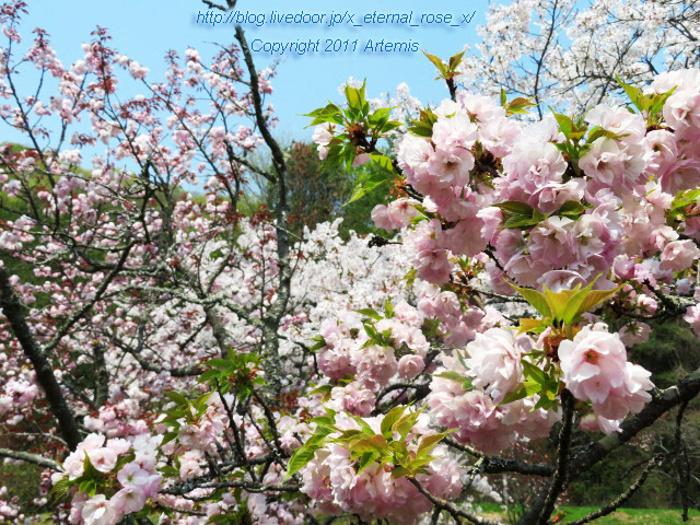 20.4.8 宗堂桜 (31)