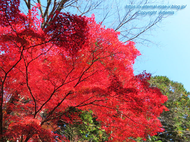 1 神護寺21.11.20 京都コレ に使用  (2)