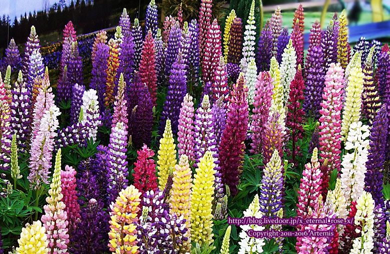 27 おかやま花だより  (45)