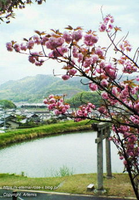 11.4.27 宗堂桜  (3)