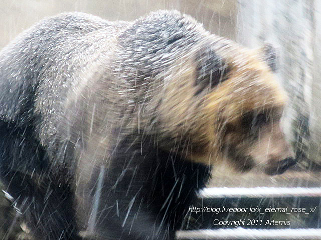 18.11.22.15 旭山動物園  (8)