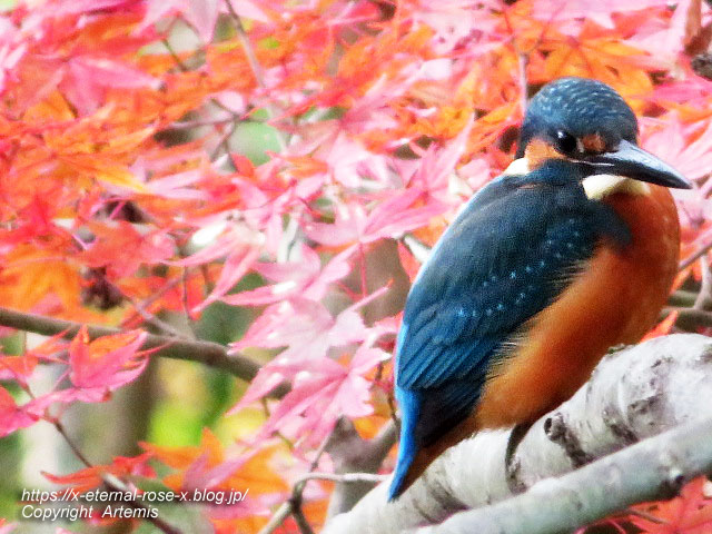 19.11.241 京都府立植物園 (37)