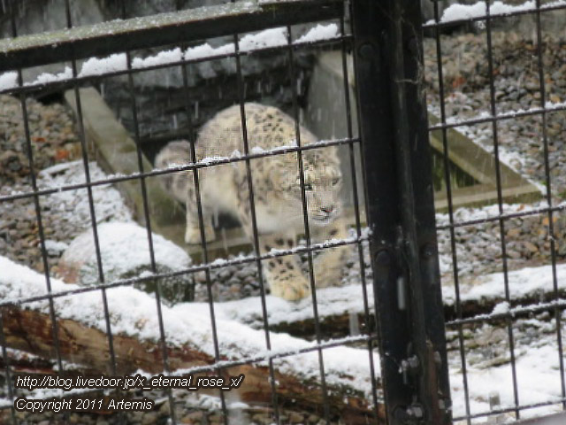18.11.22.15 旭山動物園  (18)