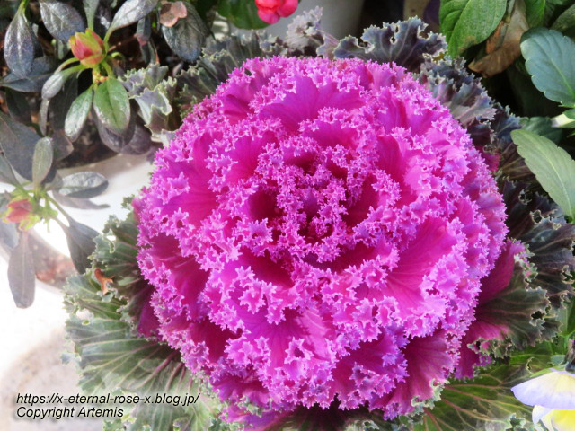 24.1.9 エルルージュ  (30)