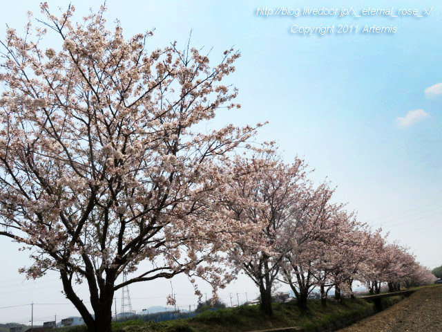 20.4.8.3 瀬戸町大内 桜  (6)