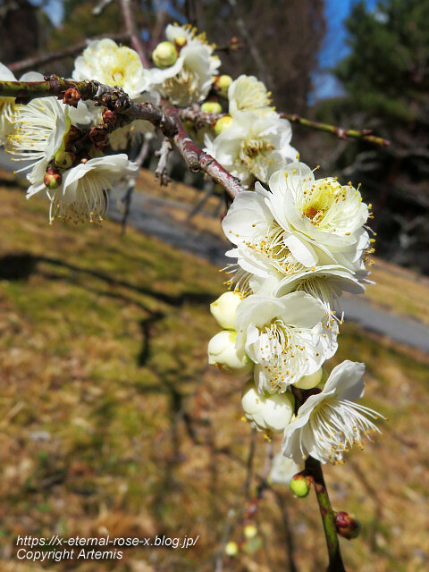 23.3.2.3 長岡公園 梅園 (21)