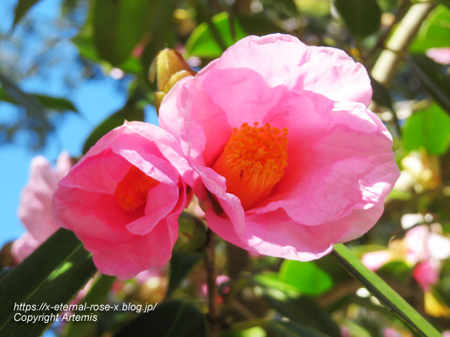 23.3.2.3 長岡公園 梅園 (40)