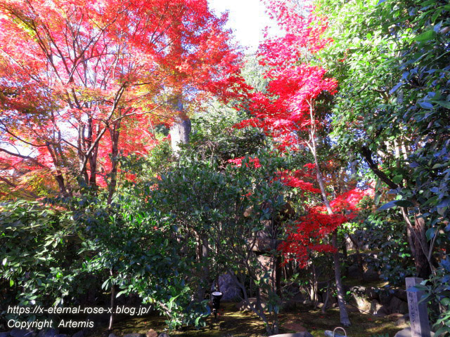 19.11.23.7 妙心寺 退蔵院 (84)