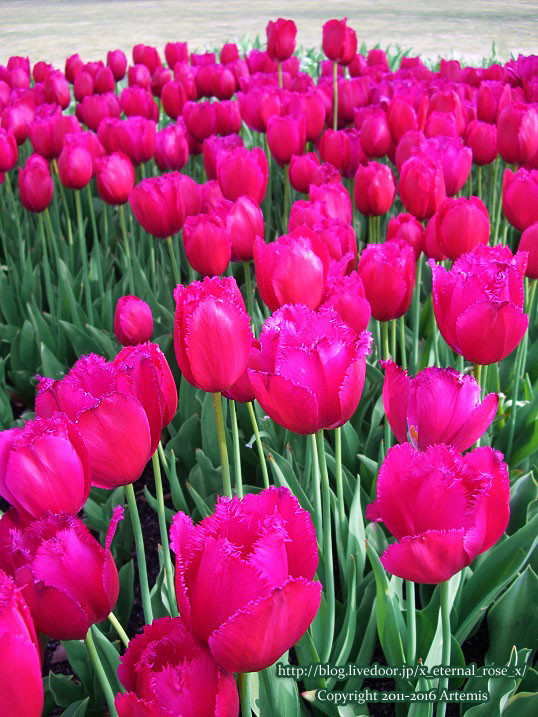 27 おかやま花だより  (65)